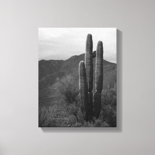 Toile Cactus Saguaro noir et blanc dans les collines 11x (Recto)