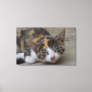Toile Calico Kitten