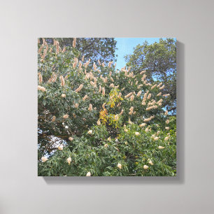 Toile California Buckeye
