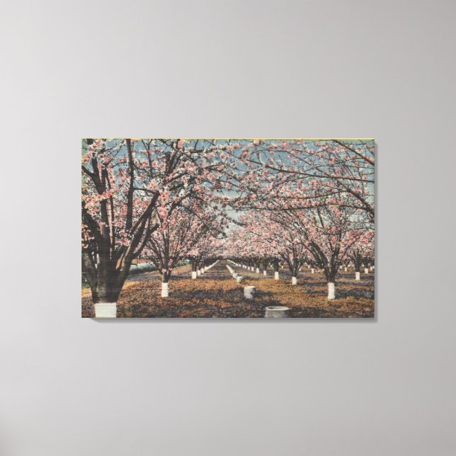 Toile CaliforniaBlossom sur les arbres (Recto)