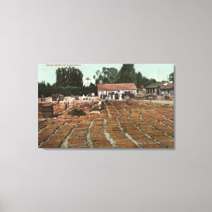 Toile CaliforniaView des pêches séchant au soleil