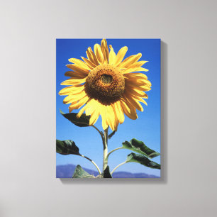 Toile Californie, Un Tournesol Mammouth (Helianthus) 3