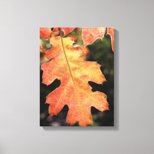 Toile Californie, une feuille de chêne colorée en automn