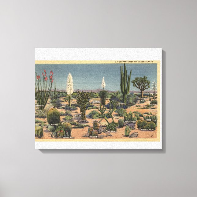Toile CalifornieVariétés de cactus du désert (Recto)