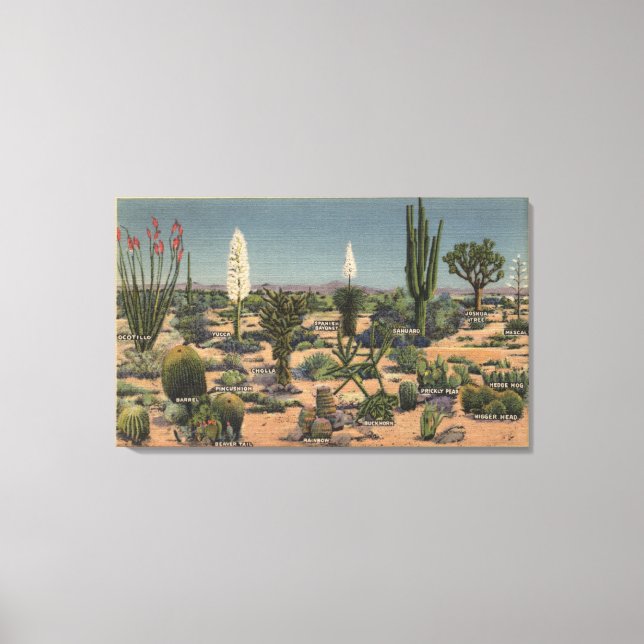 Toile CalifornieVariétés de cactus du désert (Recto)
