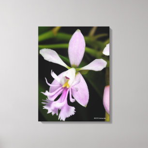 Toile Caligarium d'Epidendrum