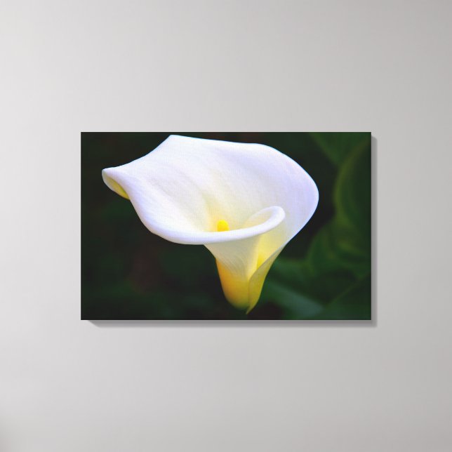 Toile Calla Lily (Recto)