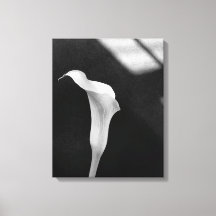 Calla Lily noir et blanc
