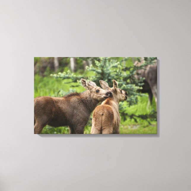 Toile Calves d'orignal (Recto)