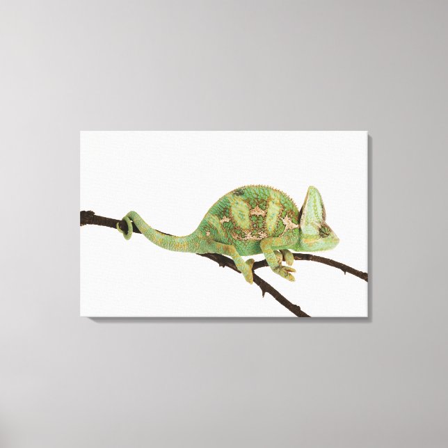 Toile Caméléon aux couleurs vives avec caractéristique 2 (Recto)