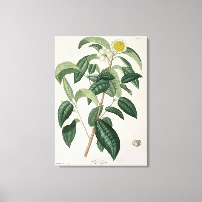 Toile Camellia Thea from 'phytographie medicale' by Jose (Recto)