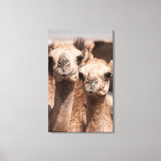 Toile Camels au marché Camel à Al Ain près de Dubaï (Recto)