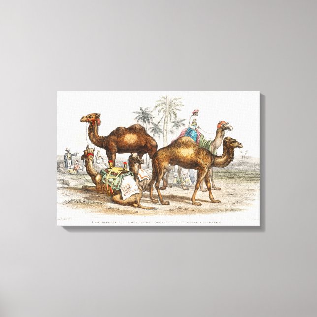 Toile Camels of India Illustration Vintage, 1820 (Recto)