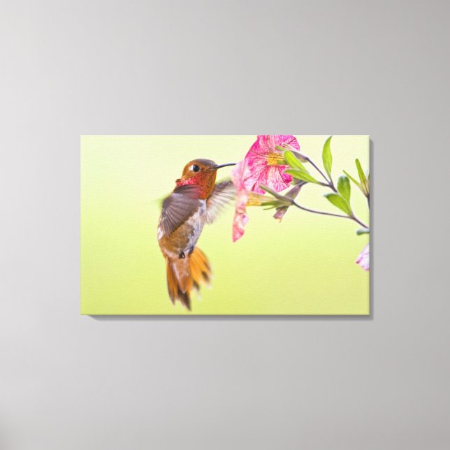 Toile Canada, Colombie-Britannique, Colibri roux (Recto)