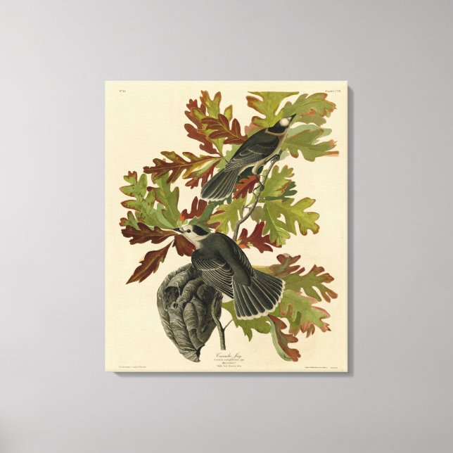 Toile Canada Jay (Grey Jay) - Audubon's Birds of America (Recto)