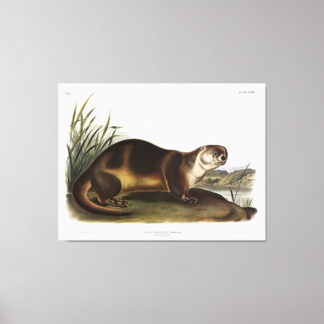 Toile Canada Otter, North American River Otter - Audubon (Recto)