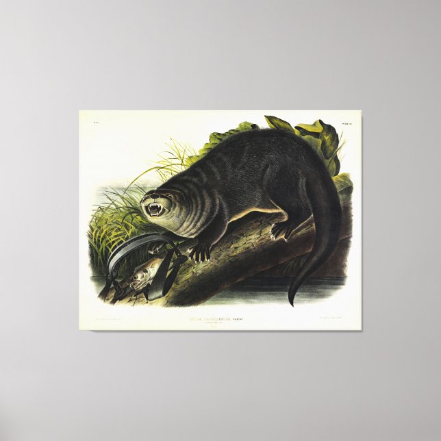 Toile Canada Otter (River Otter) - Quadrupeds d'Audubon (Recto)