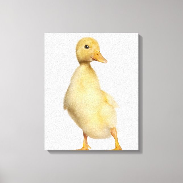 Toile Canard (1 semaine) (Recto)