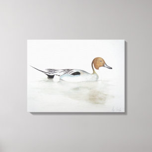 Toile Canard 2011 de canard pilet