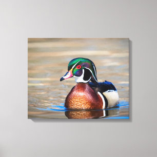 Toile Canard à bois dans un étang