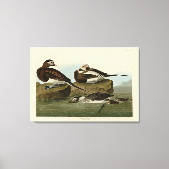 Toile Canard à queue longue - d'Audubon's Birds of Ameri (Recto)