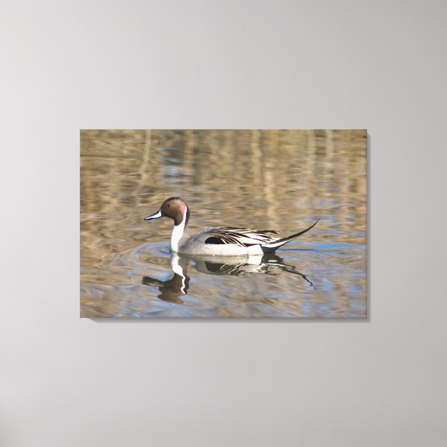 Toile Canard à queue pointue nage dans un étang (Recto)