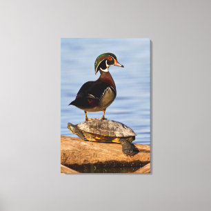 Toile Canard branchu mâle debout sur une Tortue à oreill