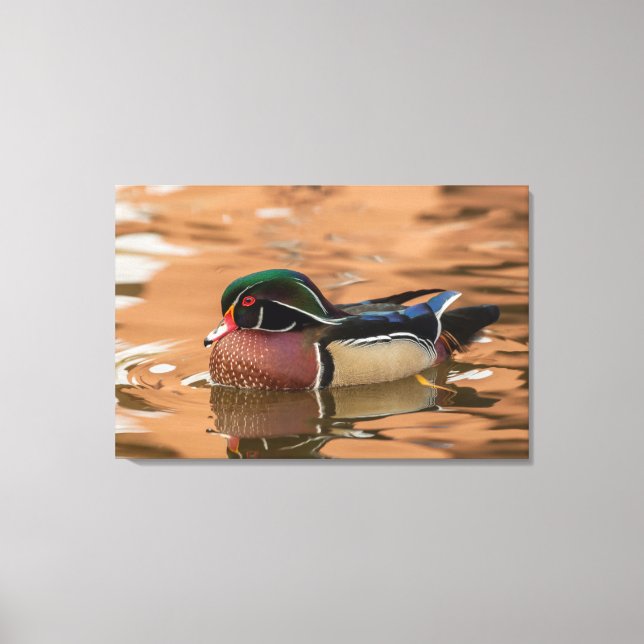 Toile Canard branchu nageant dans l'eau (Recto)