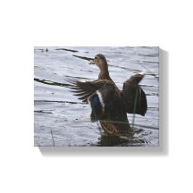 Canard colvert battant des ailes