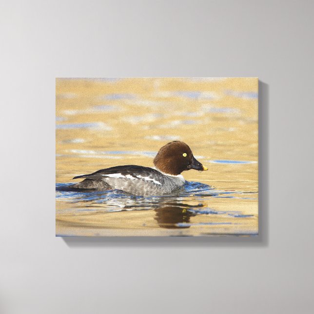 Toile Canard colvert femelle Goldeneye (Recto)