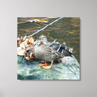Toile Canard colvert sur Mossy Rock