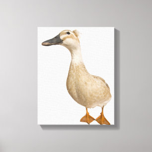 Toile Canard crêté femelle, 3 années