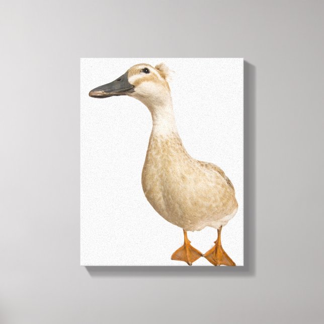 Toile Canard de race féminine, 3 ans (Recto)