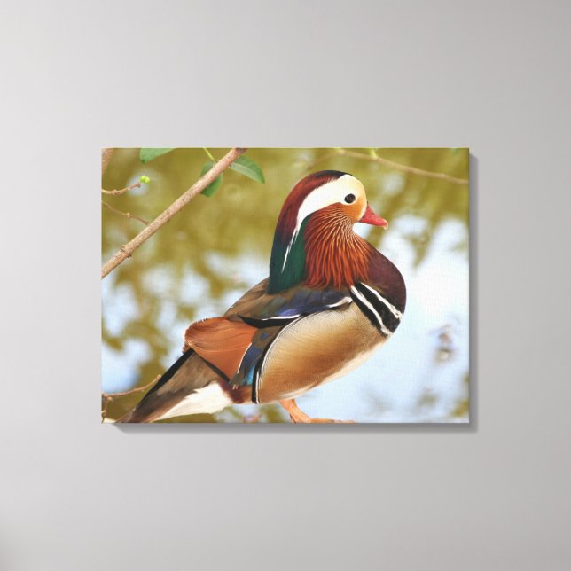 Toile Canard mandarin (Recto)