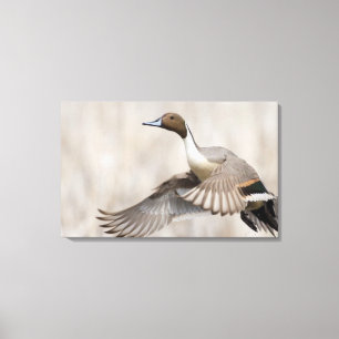 Toile Canard pilet mâle en vol