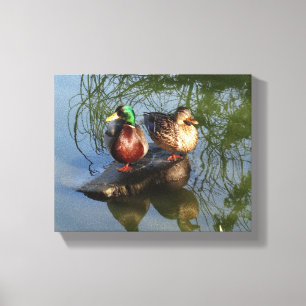 Toile Canards de Mallard #2 Canvas