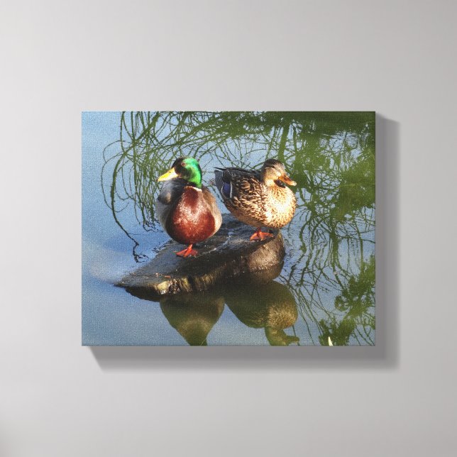 Toile Canards de Mallard #2 Canvas (Recto)