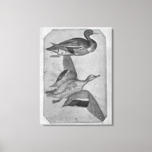 Toile Canards, le de l'album de Vallardi