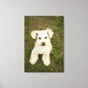 Toile Caniche (blanc)