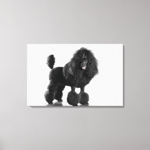 Toile Caniche noir équilibré