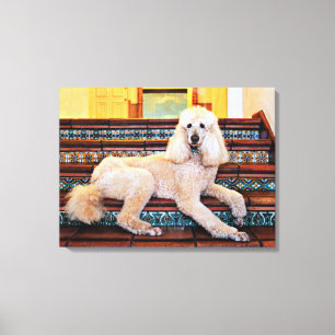 Toile Caniche standard d'abricot - Bocelli