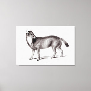 Toile Canis Antarcticus