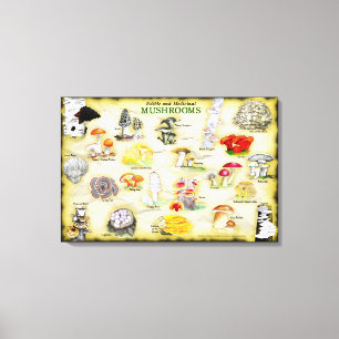 Toile Canvas de noms communs 30x20 Champignons