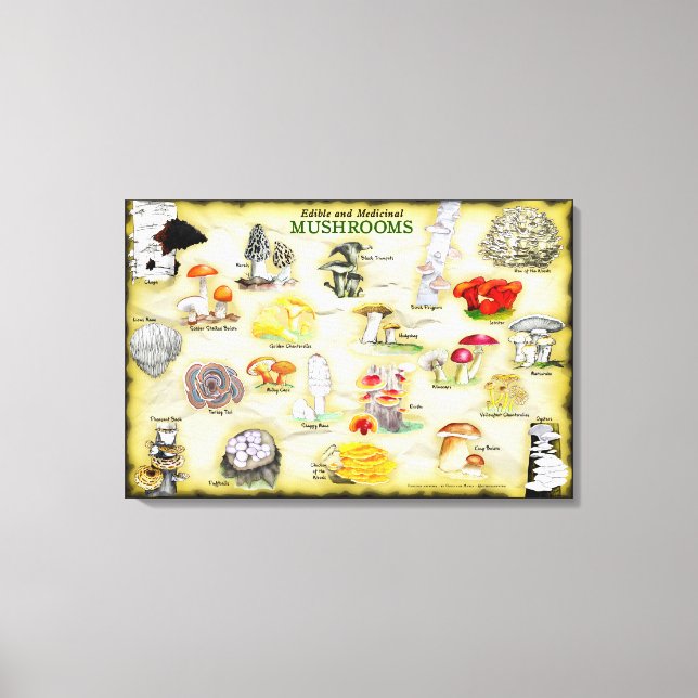 Toile Canvas de noms communs 30x20 Champignons (Recto)