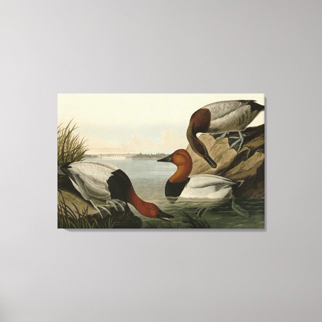 Toile Canvas Duck d'Audubon's Birds of America (Recto)
