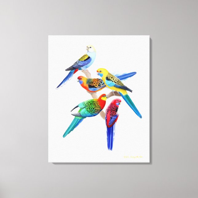 Toile Canvas Enveloppé De Perroquets De Rosella (Recto)