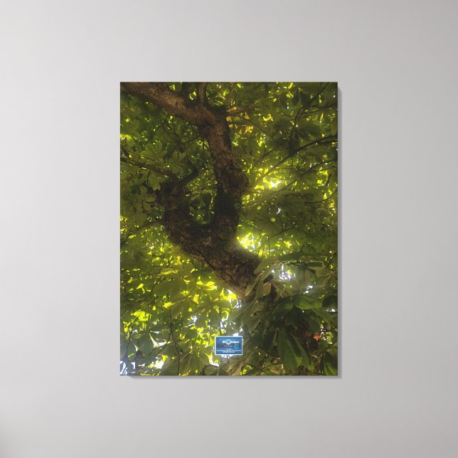 Toile Canvas (Sun Green Tree 2) RFPMDesigns ©️ 2021/24 (Recto)