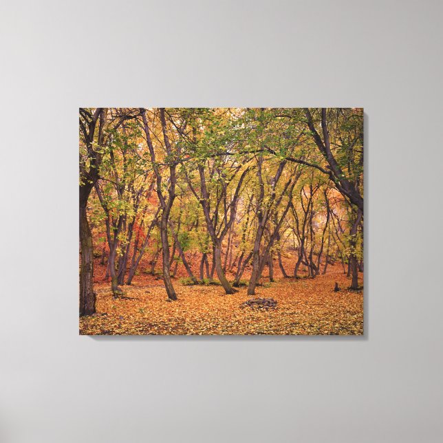 Toile Canyon du règlement (Recto)