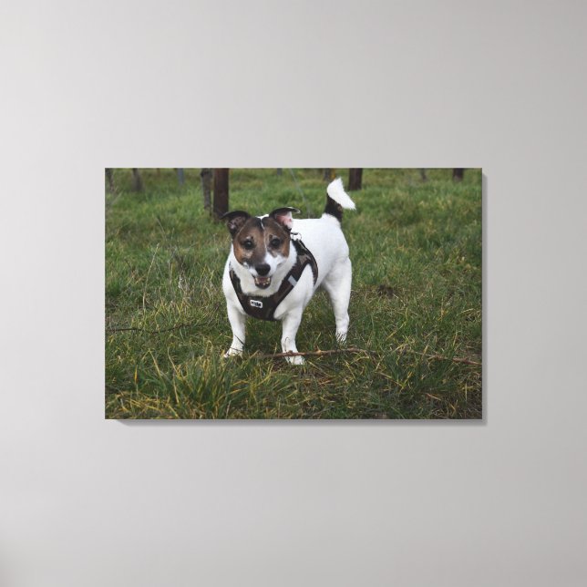 Toile Capo von Oppenheim, Jack Russell Terrier Chien (Recto)