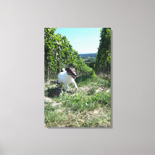 Toile Capo von Oppenheim, Jack Russell Terrier, Chien